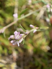 Polygonum spergulariiforme
