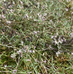 Polygonum spergulariiforme