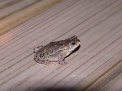 Rhinella dorbignyi