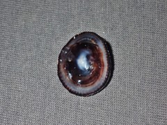 Siphonaria funiculata