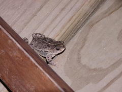Rhinella dorbignyi