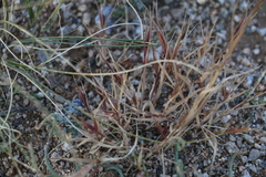 Cleistogenes songorica