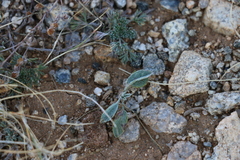 Astragalus monophyllus