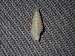 Pulsarella cognata