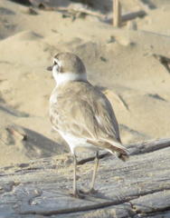 Charadrius marginatus arenaceus