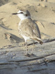 Charadrius marginatus arenaceus