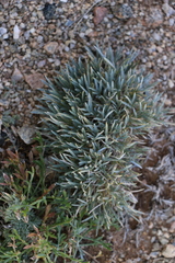 Oxytropis aciphylla