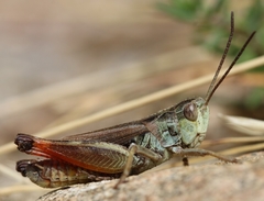 Omocestus antigai
