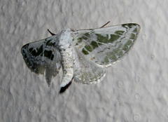 Chionopora tarachodes