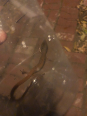 Elgaria multicarinata