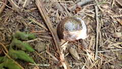 Monadenia infumata