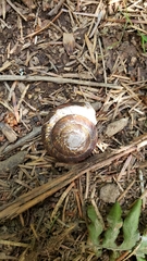 Monadenia infumata