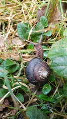 Monadenia infumata