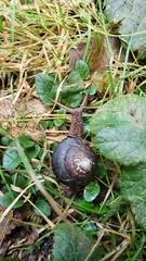 Monadenia infumata