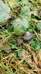 Monadenia infumata