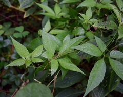 Cyclanthera integrifoliola