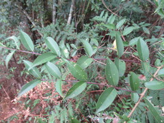 Eugenia acapulcensis