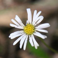 Allittia uliginosa