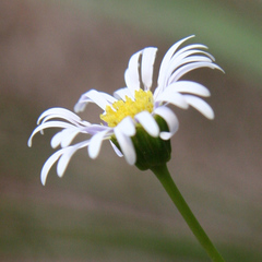 Allittia uliginosa