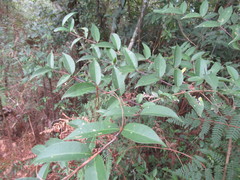 Eugenia acapulcensis