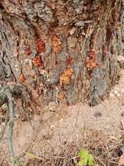 Dendroctonus micans