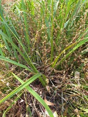 Dianella brevipedunculata