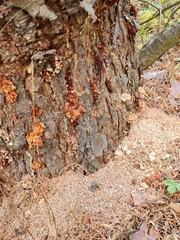 Dendroctonus micans