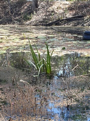 Philydrum lanuginosum