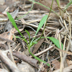 Allittia uliginosa