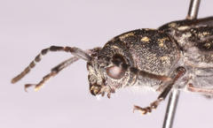 Chlorophorus capensis