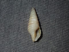 Pulsarella cognata