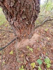 Dendroctonus micans