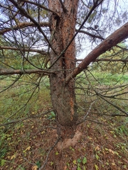 Dendroctonus micans