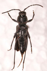 Chlorophorus capensis