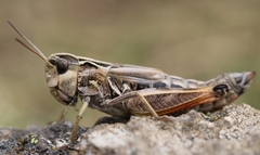 Omocestus antigai