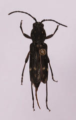 Chlorophorus capensis