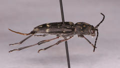 Chlorophorus capensis