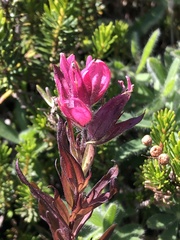 Castilleja parviflora oreopola
