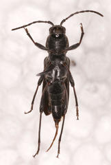 Chlorophorus capensis