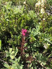 Castilleja parviflora oreopola