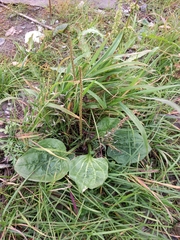 Plantago major