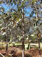 Lophostemon suaveolens