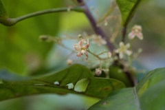 Sterculia lanceolata