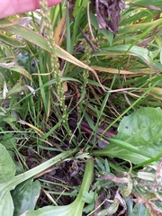 Plantago major