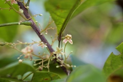 Sterculia lanceolata