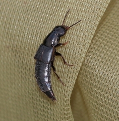 Quedius lateralis