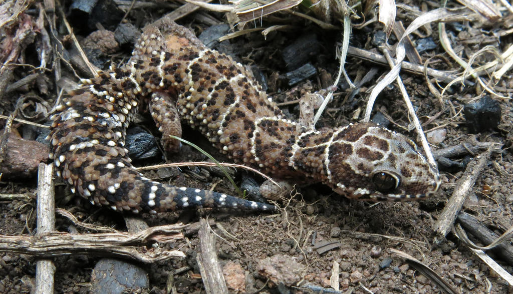 Van Son's Gecko