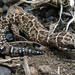 Van Son's Thick-toed Gecko - Photo (c) Ryan van Huyssteen, some rights reserved (CC BY-SA), uploaded by Ryan van Huyssteen