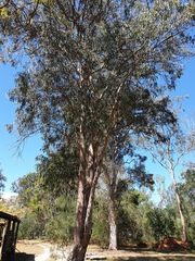 Eucalyptus seeana