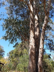 Eucalyptus seeana